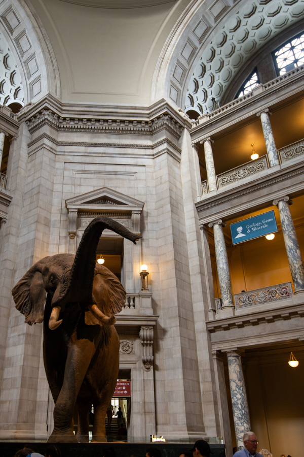 Smithsonian Natural History Museum interior