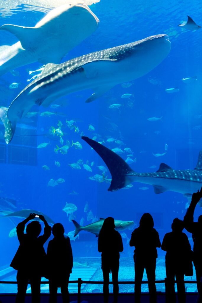 Image of Georgia Aquarium tank with whale sharks