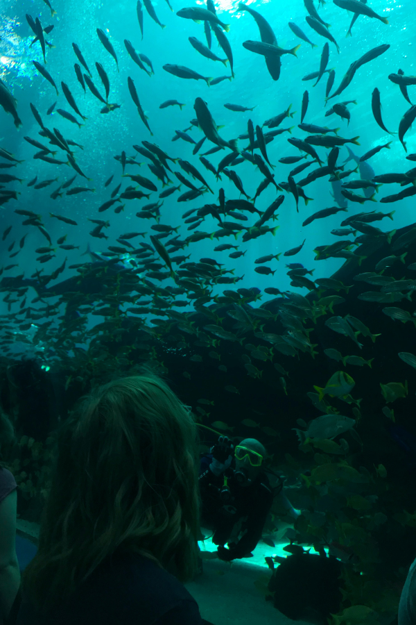 image looking into fish aquarium at the georgia aquarium