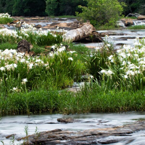 Image of quiet stream with grass and white flowers growing beside the water's edge