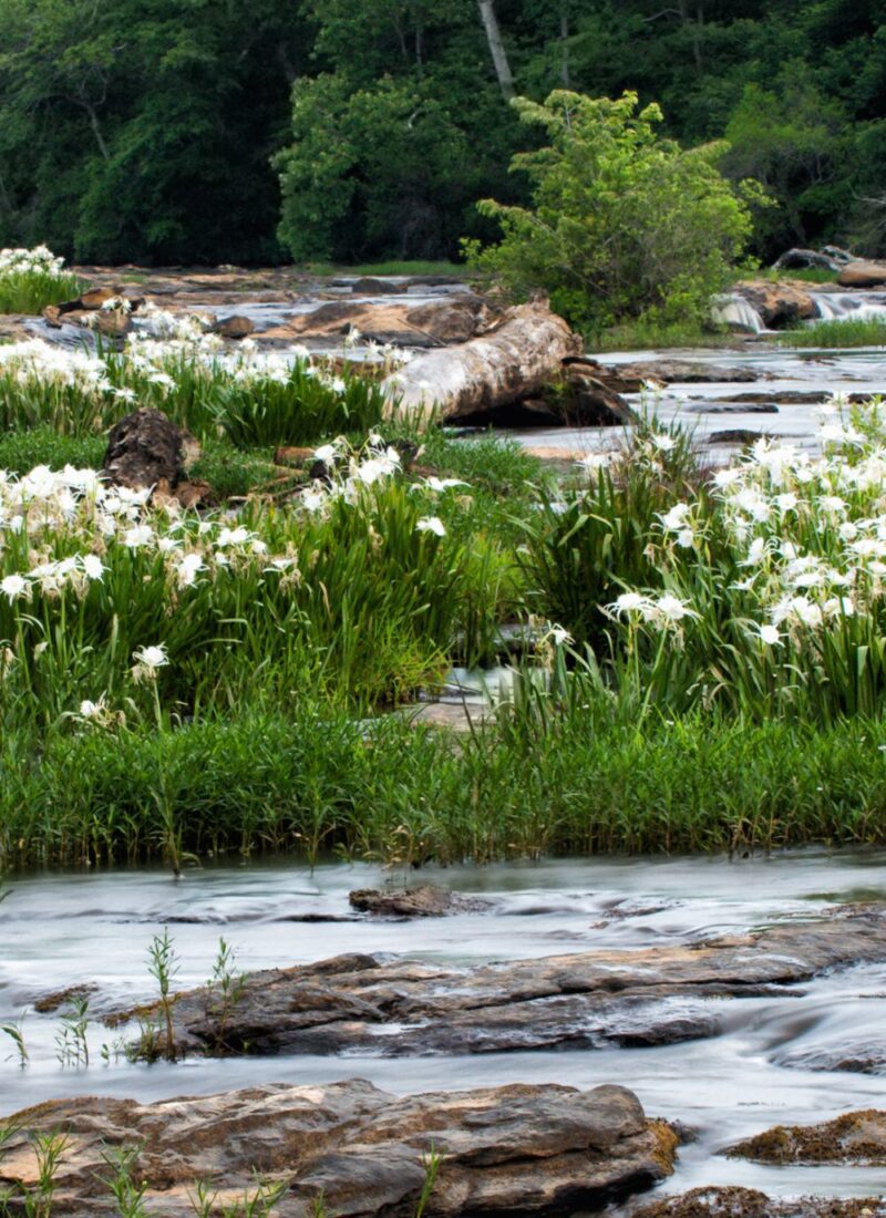 Image of quiet stream with grass and white flowers growing beside the water's edge