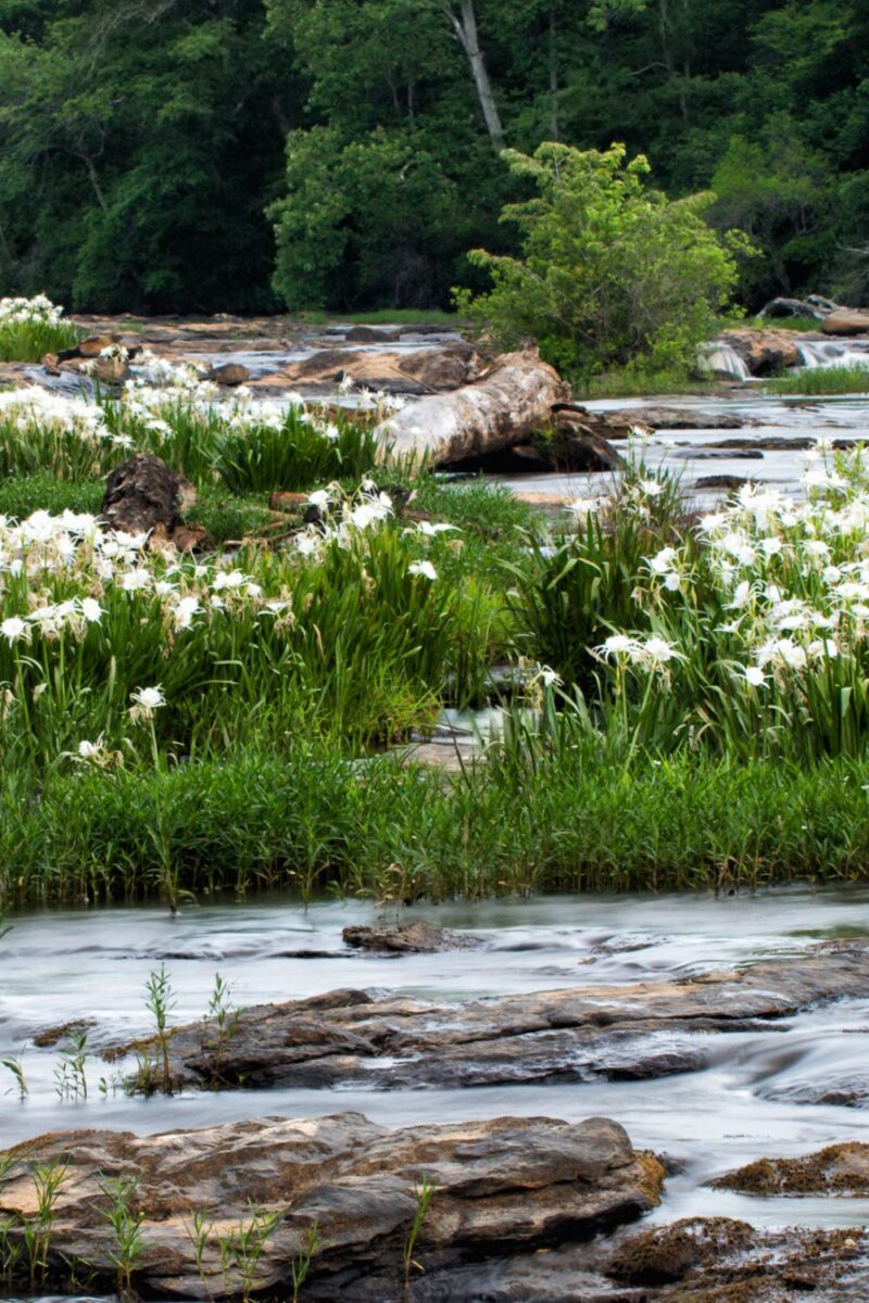 Image of quiet stream with grass and white flowers growing beside the water's edge