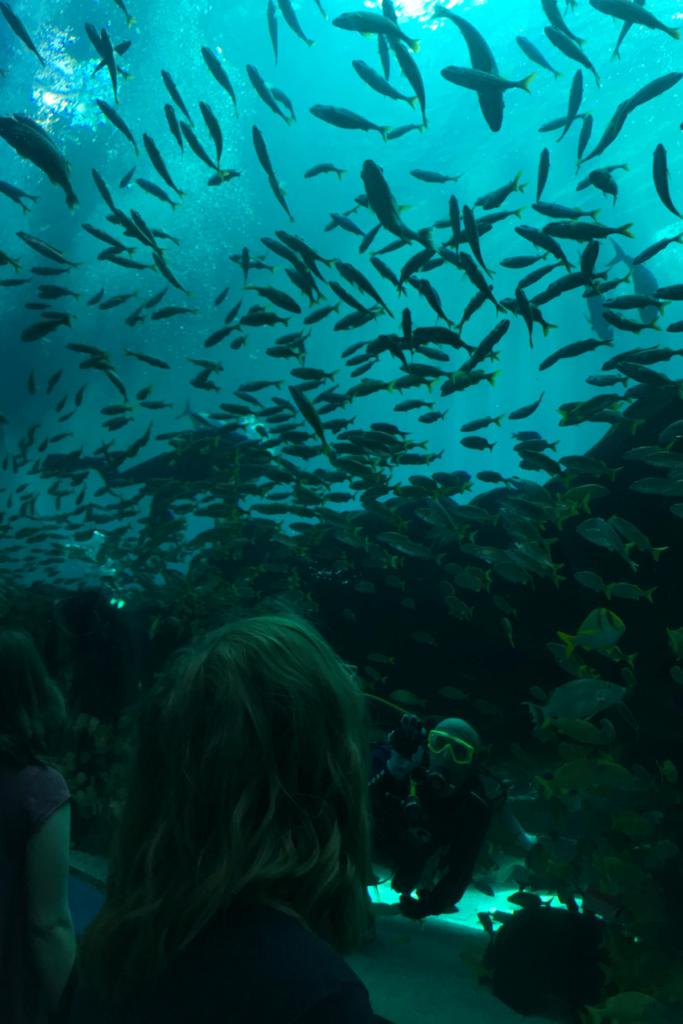 November in Atlanta is an ideal time to visit the Georgia Aquarium, pictured above