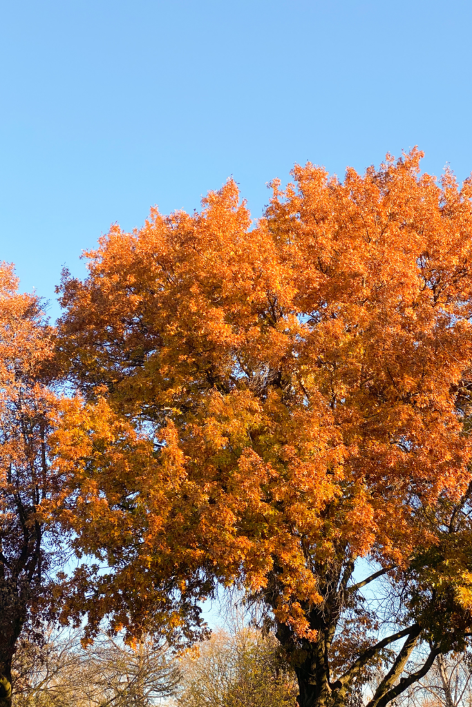 Orange leaves on a tree during November in Atlanta