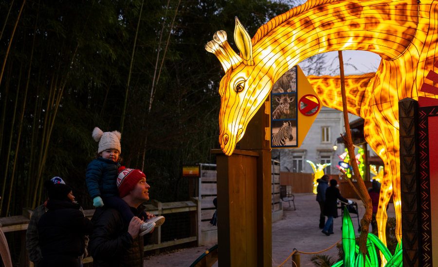 Image of children looking up at brightly lit giraffe lights at Zoo Atlanta. 