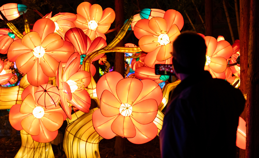 Image of person facing away from camera looking at brightly lit colorful lights on display at Zoo Atlanta.