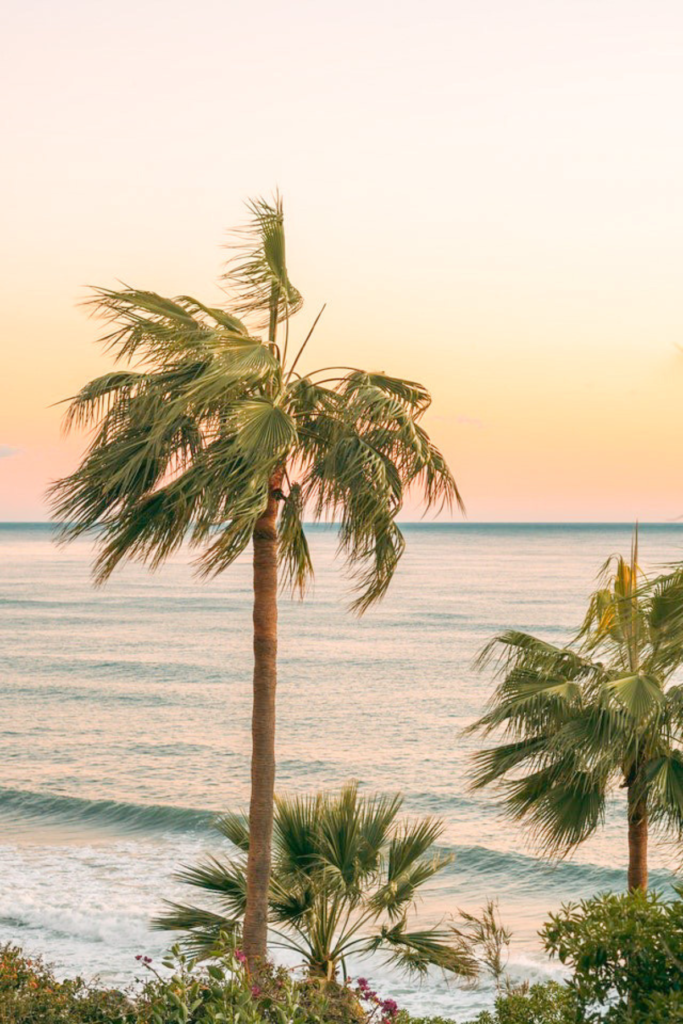 Palm trees with ocean in background at sunset.